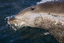 Common bottlenose dolphin (Tursiops truncatus) surfacing swimming fast, Baja California, Sea of Cortez (Gulf of California), Mexico