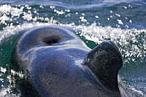 Shortfin pilot whale (Globicephala macrorhynchus) surfacing, Baja California, Sea of Cortez (Gulf of California), Mexico