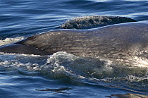Blue whale (Balaenoptera musculus) rolling at the surface showing an eye and throat pleats, Baja California, Sea of Cortez (Gulf of California), Mexico, Endangered species