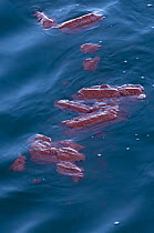 Blue whale (Balaenoptera musculus) faeces floating on surface, Baja California, Sea of Cortez (Gulf of California), Mexico, Endangered species