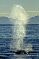 Blue whale (Balaenoptera musculus) blowing, Baja California, Sea of Cortez (Gulf of California), Mexico, Endangered species