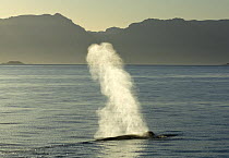 Blue whale (Balaenoptera musculus) blowing, Baja California, Sea of Cortez (Gulf of California), Mexico, Endangered species