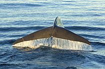 Blue whale (Balaenoptera musculus) fluking, Baja California, Sea of Cortez (Gulf of California), Mexico, Endangered species