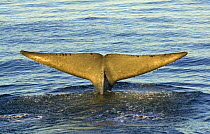 Blue whale (Balaenoptera musculus) fluking, Baja California, Sea of Cortez (Gulf of California), Mexico, Endangered species