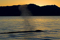 Blue whale (Balaenoptera musculus) blowing at sunset, Baja California, Sea of Cortez (Gulf of California), Mexico, Endangered species