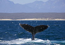 Humpback whale (Megaptera novaeangliae) lobtailing, Baja California, Sea of Cortez (Gulf of California), Mexico, Threatened or endangered species (Vulnerable)