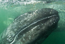 Grey whale (Eschrichtius robustus) calf with mother behind, San Ignacio Lagoon, Baja California, Mexico