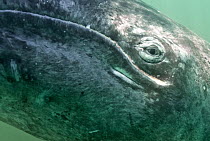Grey whale (Eschrichtius robustus), San Ignacio Lagoon, Baja California, Mexico