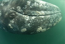 Grey whale (Eschrichtius robustus) calf upside down, San Ignacio Lagoon, Baja California, Mexico
