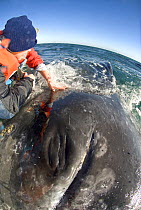 Grey whale (Eschrichtius robustus) being touched by whale watchers, San Ignacio Lagoon, Baja California, Mexico