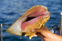 Conch shell being held onboard SY "Adele", Caribbean 2008.