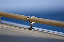 Close up of a deck rail onboard SY "Adele", using a shallow depth of field setting, 2006.