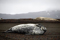Weddell seals (Leptonychotes weddellii) bask on the volcanic shore line, Deception Island, Antarctic Peninsula, January 2007