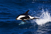 Hourglass dolphin (Lagenorhynchus cruciger) plays alongside SY "Adele", 180 foot Hoek Design, off the coast of South Georgia as she sails north for Rio de Janeiro, February 2007.