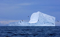 Flock of petrels flying past a tabular iceberg in the Bransfield Strait, Antarctica, January 2007.