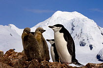 Adult and juvenile chinstrap penguins (Pygoscelis antarctica) in Half Moon Bay, Antarctica, January 2007.