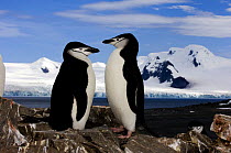 Chinstrap penguins (Pygoscelis antarctica) on rocks in Half Moon Bay, Antarctica, January 2007