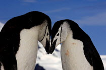 Adult chinstrap penguins (Pygoscelis antarctica) courting, Half Moon Bay, Antarctica, January 2007