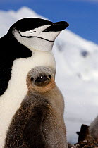 Adult and juvenile chinstrap penguins (Pygoscelis antarctica), Half Moon Bay, Antarctica, January 2007