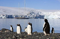 Gentoo Penguins (Pygoscelis papua) in the foreground with SY "Adele" anchored behind, Yankee Harbour, Antarctica, January 2007
