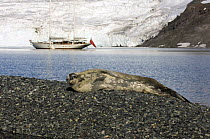 Weddell Seal (Leptonychotes weddellii) in the foreground with SY "Adele" anchored in the distance, Yankee Harbour, Antarctica, January 2007 Non editorial uses must be cleared individually.