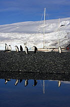 Adult chinstrap penguins (Pygoscelis antarctica) on a shale bar with SY "Adele" anchored in the distance, Yankee Harbour, Antarctica, January 2007 Non editorial uses must be cleared individually.