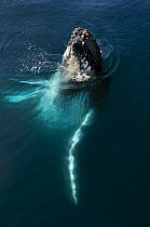 A humpback whale (Megaptera novaeangliae) plays alongside SY ^Adele^ in the Gerlache Strait, Antarctica, January 2007