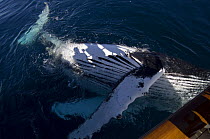 A close up of a humpback whale (Megaptera novaeangliae) as it plays close to SY "Adele" in the Gerlache Strait, Antarctica, January 2007 Non editorial uses must be cleared individually.