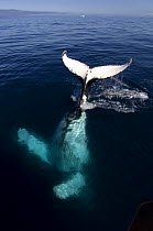 A humpback whale (Megaptera novaeangliae) plays alongside SY ^Adele^ in the Gerlache Strait, Antarctica, January 2007