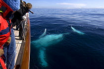 A humpback whale (Megaptera novaeangliae) plays alongside SY "Adele" in the Gerlache Strait, Antarctica, January 2007