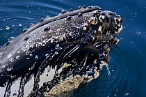 Close up of a humpback whale (Megaptera novaeangliae) spyhopping in the Gerlache Strait, Antarctica, January 2007