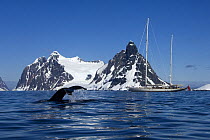 A humpback whale (Megaptera novaeangliae) flukes its tail near SY "Adele", 180 foot Hoek Design, in the Lemaire Channel, Antarctica, January 2007. Non editorial uses must be cleared individually.