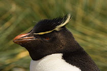 Adult rockhopper penguin (Eudyptes chrysocome), Cape Bougainville, Falkland islands, January 2007