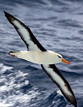 Black browed Albatross (Thalassarche melanophrys) in flight over water during SY "Adele"'s passage from Port Stanley to South Georgia, January 2007