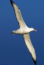 Southern royal albatross (Diomedea epomophora) in flight during SY "Adele"'s passage from Port Stanley to South Georgia, January 2007