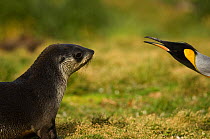A young fur seal (Arctocephalus gazella) is warned by an adult king penguin (Aptenodytes patagonicus), King Edward Point, South Georgia, February 2007