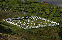 Whalers cemetery at Grytviken, where Ernest Shackleton was buried in 1922. South Georgia, February 2007.