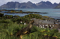 An adult fur seal (Arctocephalus gazella) in the grass tussock and a group of gentoo penguins (Pygoscelis papua) on the shoreline, with SY "Adele" anchored in the distance. Prion Island, South Georgia...