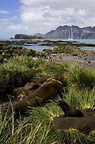 Fur seals (Arctocephalus gazella) in the grass tussock and a group of gentoo penguins (Pygoscelis papua) on the shoreline, with SY "Adele" anchored in the distance. Prion Island, South Georgia, Februa...