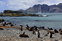 Fur seals (Arctocephalus gazella) and gentoo penguins (Pygoscelis papua) on the shoreline, with SY "Adele" anchored in the distance. Prion Island, South Georgia, February 2007