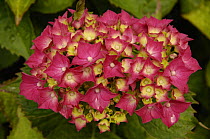 Hydrangea (Hydrangea macrophylla) flowers, UK