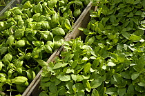 Basil (Ocimum basilicum) growing in greenhouse, UK