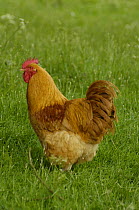 Buff Orpington chicken (Gallus gallus domesticus), UK