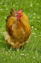 Buff Orpington chicken (Gallus gallus domesticus), UK