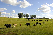 Cattle (Bos taurus) with calves in grass field, Northumberland, UK