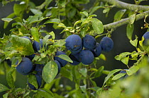Damsons (Prunus domestica insititia), UK