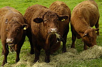 Devon "Ruby" Red cattle (Bos taurus) eating hay, UK