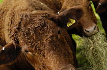 Devon "Ruby" Red cattle (Bos taurus) feeding on hay, UK