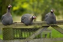 Helmeted Guinea Fowls (Numida meleagris) perched on a farm gate, Suffolk, UK