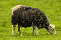 Herdwick sheep (Ovis aries) grazing, Cumbria, UK